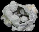 Bargain, Fossil Whelk - Rucks Pit, FL #69071-2